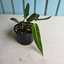Load image into Gallery viewer, #RA10 Two x Headed Anthurium Warocqueanum