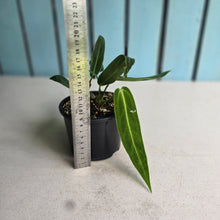 Load image into Gallery viewer, #RA10 Two x Headed Anthurium Warocqueanum
