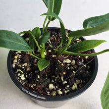 Load image into Gallery viewer, #RA10 Two x Headed Anthurium Warocqueanum