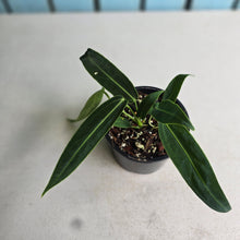 Load image into Gallery viewer, #RA10 Two x Headed Anthurium Warocqueanum