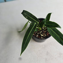 Load image into Gallery viewer, #RA10 Two x Headed Anthurium Warocqueanum