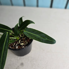 Load image into Gallery viewer, #RA10 Two x Headed Anthurium Warocqueanum