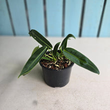 Load image into Gallery viewer, #RA10 Two x Headed Anthurium Warocqueanum