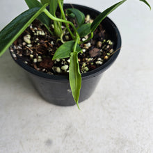 Load image into Gallery viewer, #RA10 Two x Headed Anthurium Warocqueanum