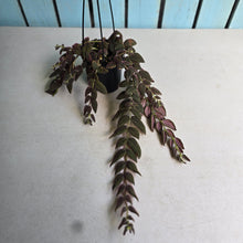 Load image into Gallery viewer, #D76 Columnea Gloriosa 'Purpurea'