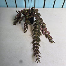 Load image into Gallery viewer, #D76 Columnea Gloriosa 'Purpurea'