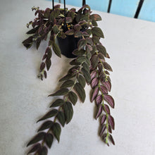 Load image into Gallery viewer, #D76 Columnea Gloriosa 'Purpurea'