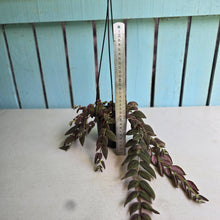 Load image into Gallery viewer, #D76 Columnea Gloriosa 'Purpurea'