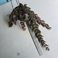 Load image into Gallery viewer, #D76 Columnea Gloriosa 'Purpurea'