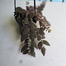 Load image into Gallery viewer, #D76 Columnea Gloriosa 'Purpurea'