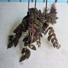 Load image into Gallery viewer, #D76 Columnea Gloriosa 'Purpurea'