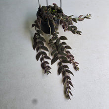 Load image into Gallery viewer, #R491 Columnea Gloriosa 'Purpurea'