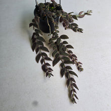 Load image into Gallery viewer, #R491 Columnea Gloriosa 'Purpurea'