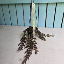 Load image into Gallery viewer, #R491 Columnea Gloriosa 'Purpurea'