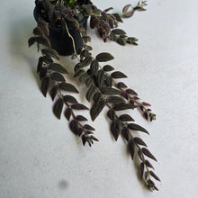 Load image into Gallery viewer, #R491 Columnea Gloriosa 'Purpurea'