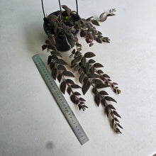 Load image into Gallery viewer, #R491 Columnea Gloriosa 'Purpurea'