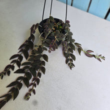 Load image into Gallery viewer, #R491 Columnea Gloriosa 'Purpurea'