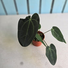 Load image into Gallery viewer, #R5 Dark Anthurium NOID