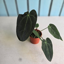 Load image into Gallery viewer, #R5 Dark Anthurium NOID