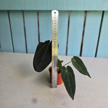 Load image into Gallery viewer, #R5 Dark Anthurium NOID