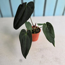 Load image into Gallery viewer, #R5 Dark Anthurium NOID