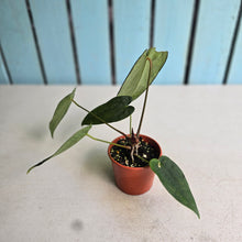 Load image into Gallery viewer, #R5 Dark Anthurium NOID