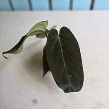 Load image into Gallery viewer, #R5 Anthurium NOID x Warocqueanum