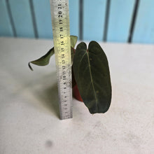 Load image into Gallery viewer, #R5 Anthurium NOID x Warocqueanum