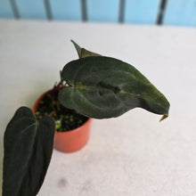 Load image into Gallery viewer, #R5 Anthurium NOID x Warocqueanum