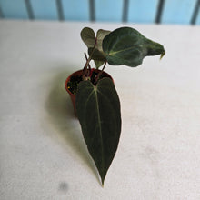 Load image into Gallery viewer, #R5 Anthurium NOID x Warocqueanum