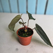 Load image into Gallery viewer, #R5 Anthurium NOID x Warocqueanum