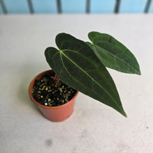 Load image into Gallery viewer, #RA14 Long, Narrow Anthurium NOID