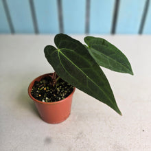 Load image into Gallery viewer, #RA14 Long, Narrow Anthurium NOID