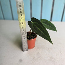 Load image into Gallery viewer, #RA14 Long, Narrow Anthurium NOID