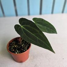 Load image into Gallery viewer, #RA14 Long, Narrow Anthurium NOID