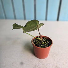 Load image into Gallery viewer, #RA14 Long, Narrow Anthurium NOID