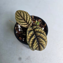 Load image into Gallery viewer, #RD13 Ardisia Sp. Vietnam