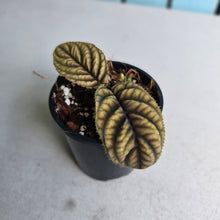 Load image into Gallery viewer, #RD13 Ardisia Sp. Vietnam