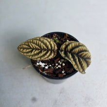 Load image into Gallery viewer, #RD13 Ardisia Sp. Vietnam