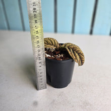 Load image into Gallery viewer, #RD13 Ardisia Sp. Vietnam