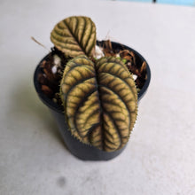 Load image into Gallery viewer, #RD13 Ardisia Sp. Vietnam