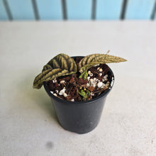 Load image into Gallery viewer, #RD13 Ardisia Sp. Vietnam