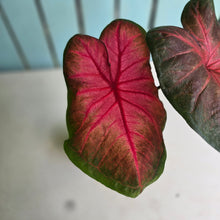 Load image into Gallery viewer, #RD11 Caladium Postman Joyner