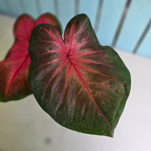 Load image into Gallery viewer, #RD11 Caladium Postman Joyner