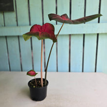 Load image into Gallery viewer, #RD11 Caladium Postman Joyner