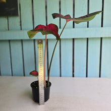 Load image into Gallery viewer, #RD11 Caladium Postman Joyner