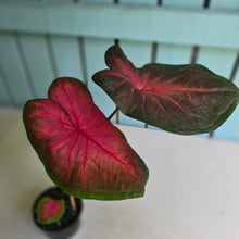 Load image into Gallery viewer, #RD11 Caladium Postman Joyner
