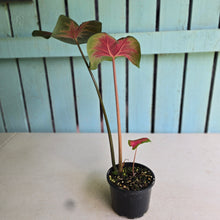 Load image into Gallery viewer, #RD11 Caladium Postman Joyner