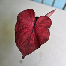 Load image into Gallery viewer, #RB10 Caladium