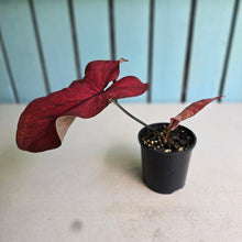 Load image into Gallery viewer, #RB10 Caladium
